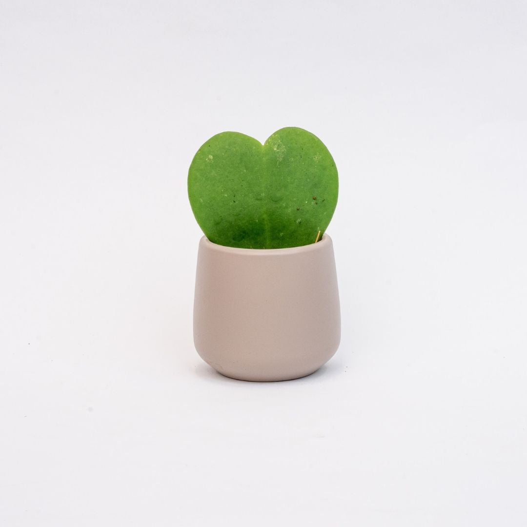 Joey Ceramic Plant Pot – Soft Minimalist Indoor Planter