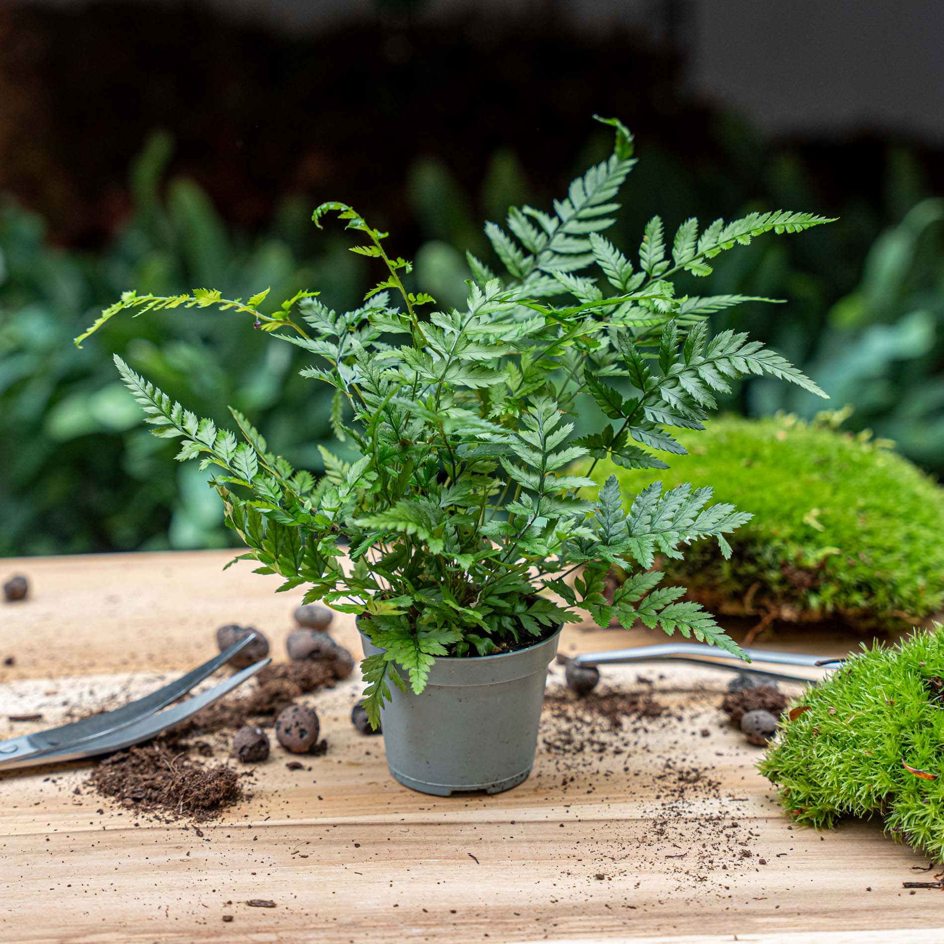 Fern - Athyrium spicatum - Terrarium plant