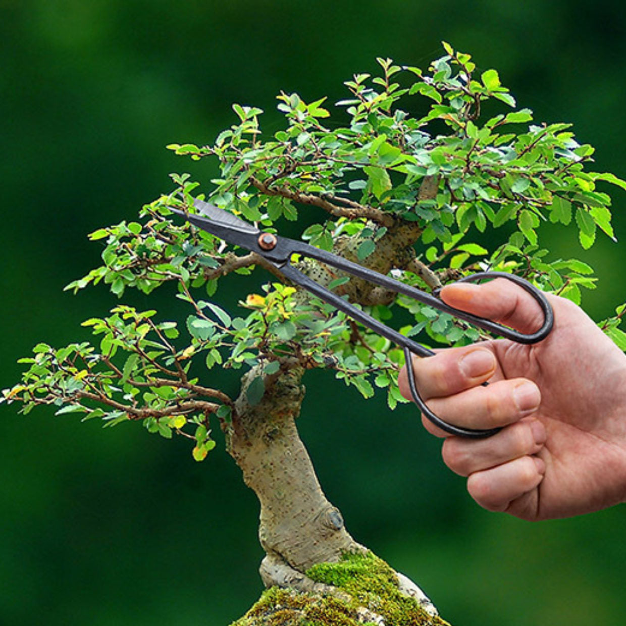 Bonsai Twig Shears Slim 20.5 cm – Precision Bonsai Tool