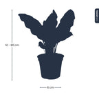 Calathea Lancifolia - Peacock plant - Terrarium plant