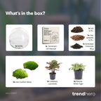 Dome - Two-part round glass terrarium - Bottle garden DIY kit - Ø 20 cm ↑ 20 cm