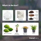 Dome XL Bonsai - Two-part round glass terrarium - Bottle garden DIY kit - Ø 28 cm ↑ 28 cm