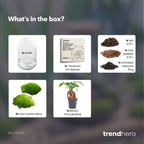 Egg XL Bonsai - Terrarium - Two-part glass dome - Bottle garden DIY kit - Ø 17.5 cm ↑ 30 cm