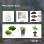 Egg XL - Terrarium - Two-part glass dome - Bottle garden DIY kit - Ø 17.5 cm ↑ 30 cm