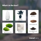 Egg - Terrarium - Two-part glass dome - Bottle garden DIY kit - Ø 12 cm ↑ 25 cm