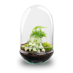 Egg XL - Terrarium - Two-part glass dome - Bottle garden DIY kit - Ø 17.5 cm ↑ 30 cm