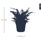 Fern - Athyrium spicatum - Terrarium plant