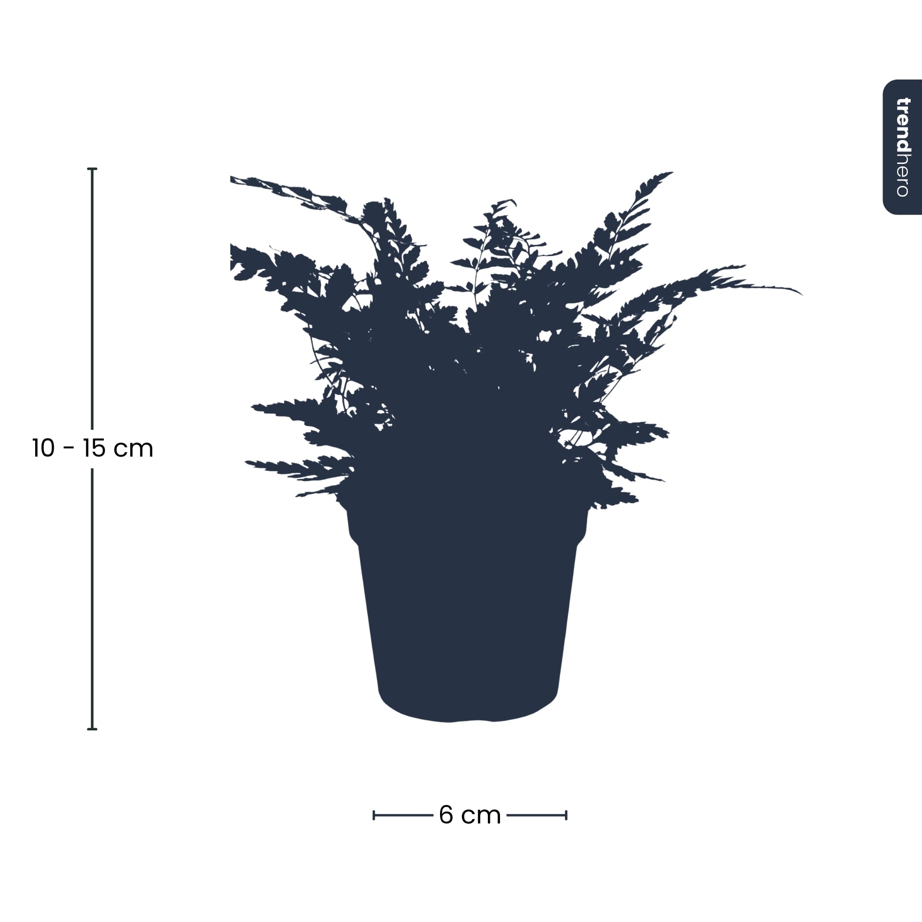 Fern - Athyrium spicatum - Terrarium plant