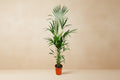 Kentia Palm (Howea forsteriana) - 180cm - ø24