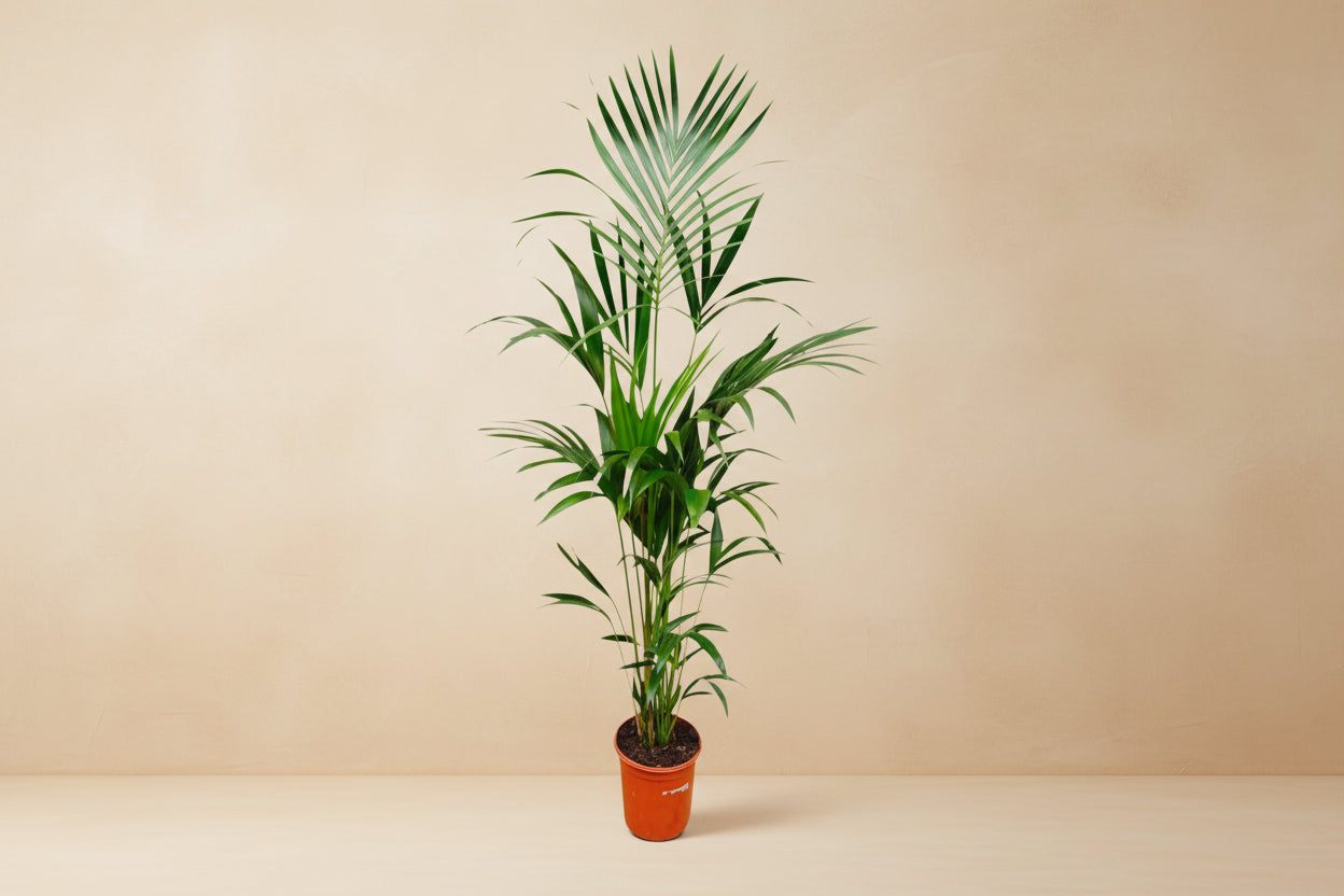 Kentia Palm (Howea forsteriana) - 180cm - ø24