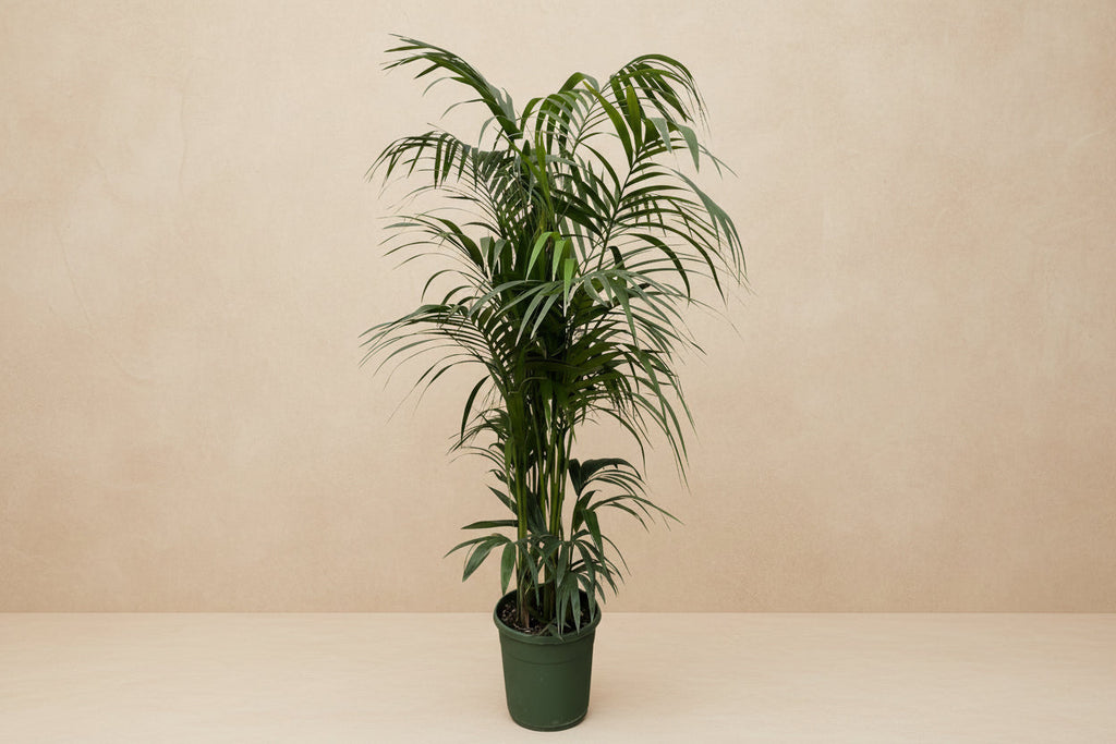 Kentia Palm (Howea forsteriana) - 230cm - ø38