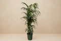 Kentia Palm (Howea forsteriana) - 230cm - ø38