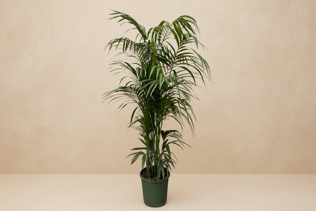 Kentia Palm (Howea forsteriana) - 230cm - ø38