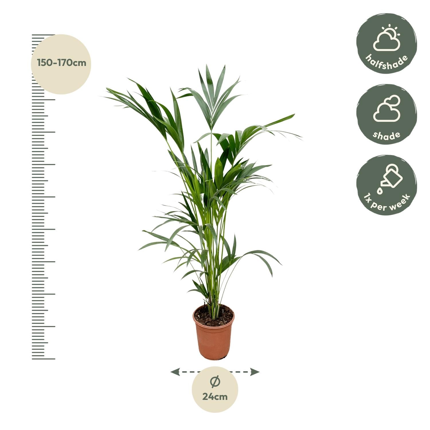 Kentia Palm (Howea forsteriana) - 160cm - ø24