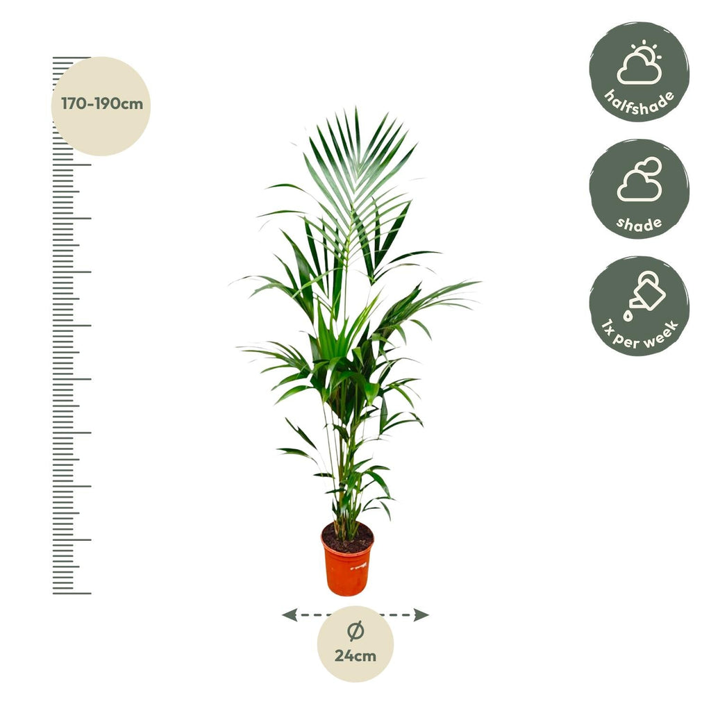 Kentia Palm (Howea forsteriana) - 180cm - ø24