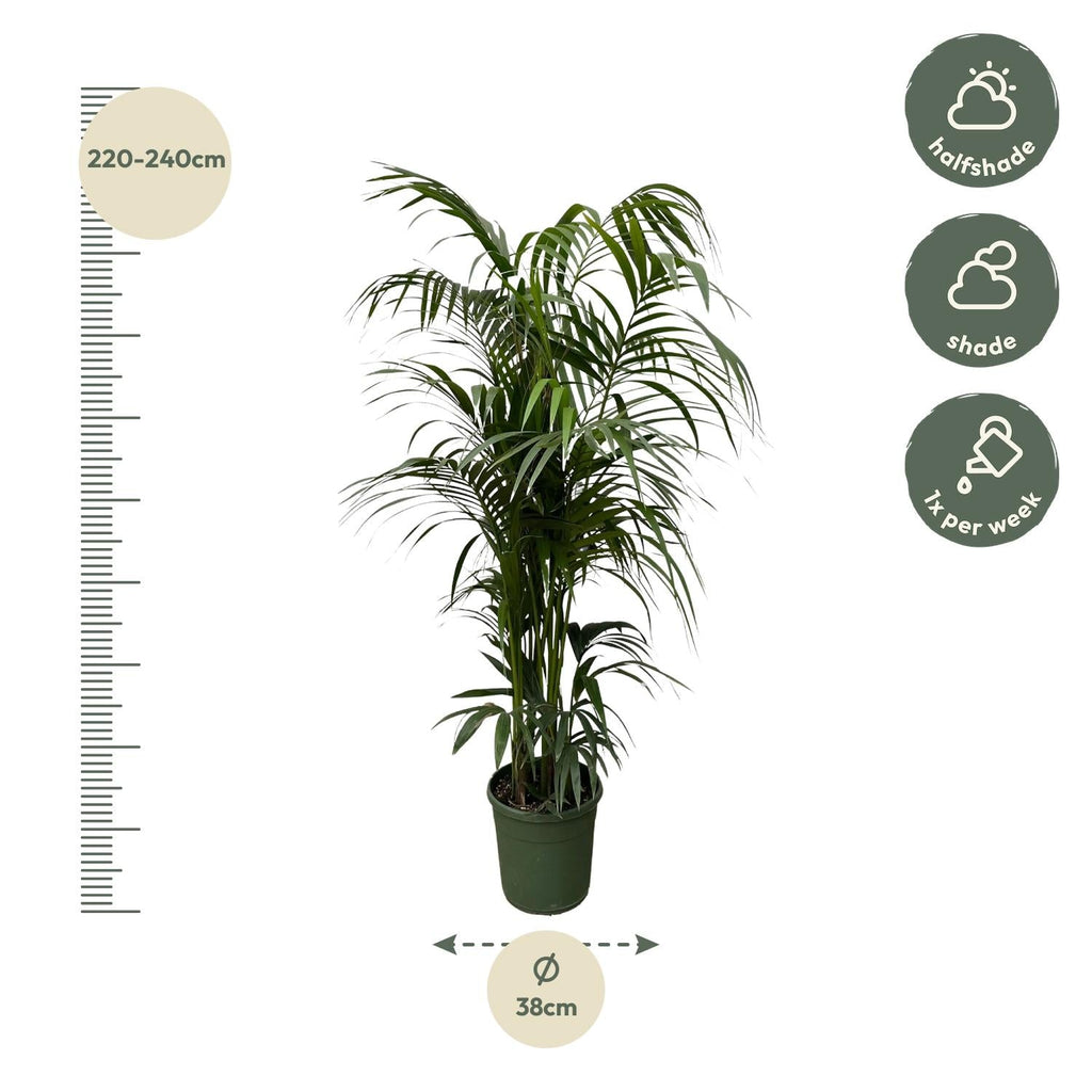 Kentia Palm (Howea forsteriana) - 230cm - ø38