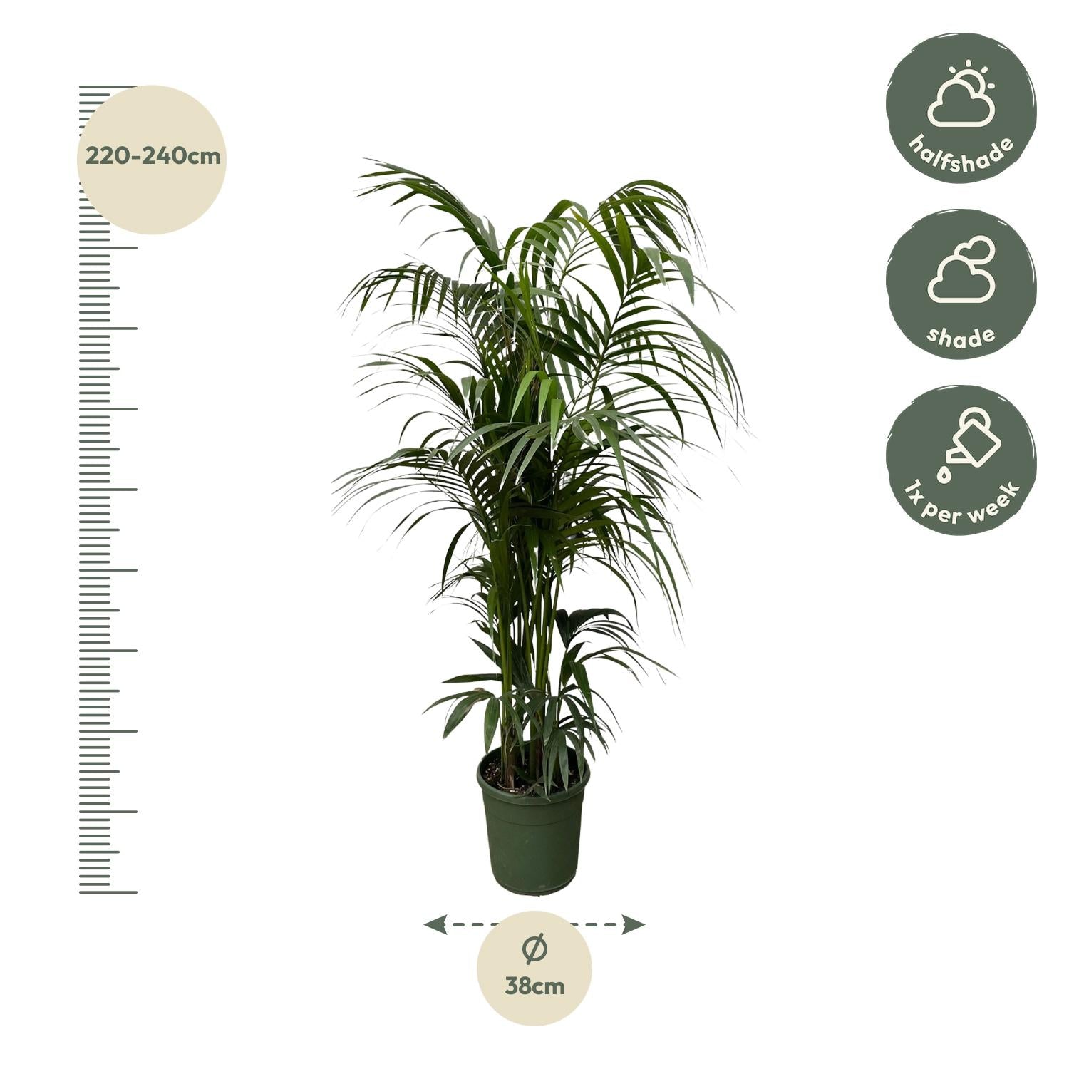Kentia Palm (Howea forsteriana) - 230cm - ø38