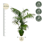 Kentia Palm (Howea forsteriana) - 260cm - ø35