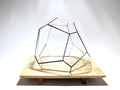 Geometric Terrarium - Torno - Vivarium - ↑ 28 x 26 x 24 cm (LxWxH) - Glass