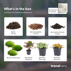 Terrarium Starter & Refill Kit with Plants – Complete DIY Ecosystem (L/XL)