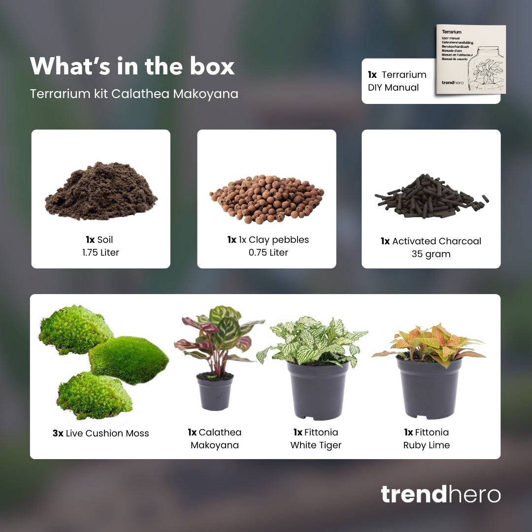 Terrarium Starter & Refill Kit with Plants – Complete DIY Ecosystem (L/XL)