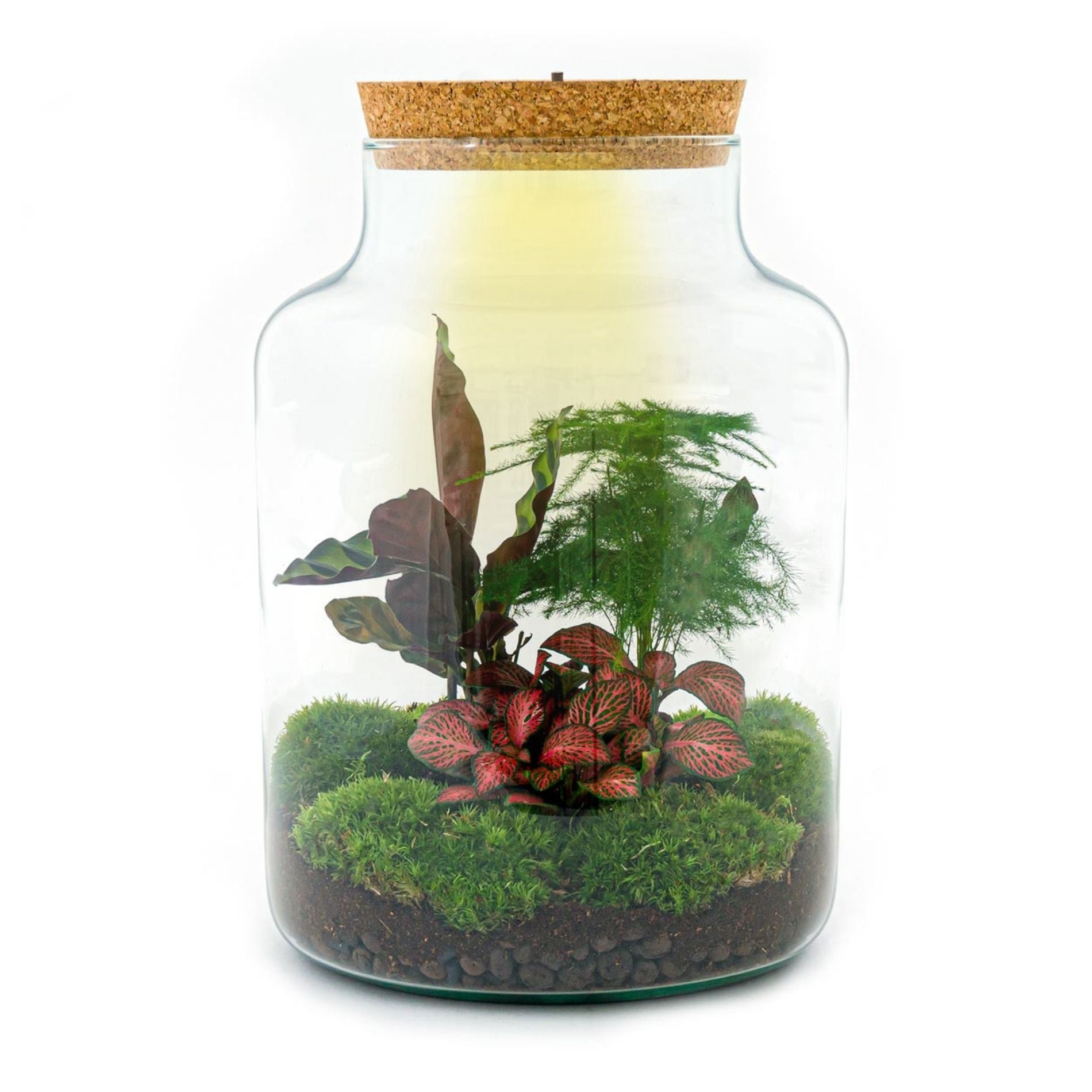 Milky - Terrarium with light - Bottle garden DIY kit - Ø 21 cm ↑ 30 cm