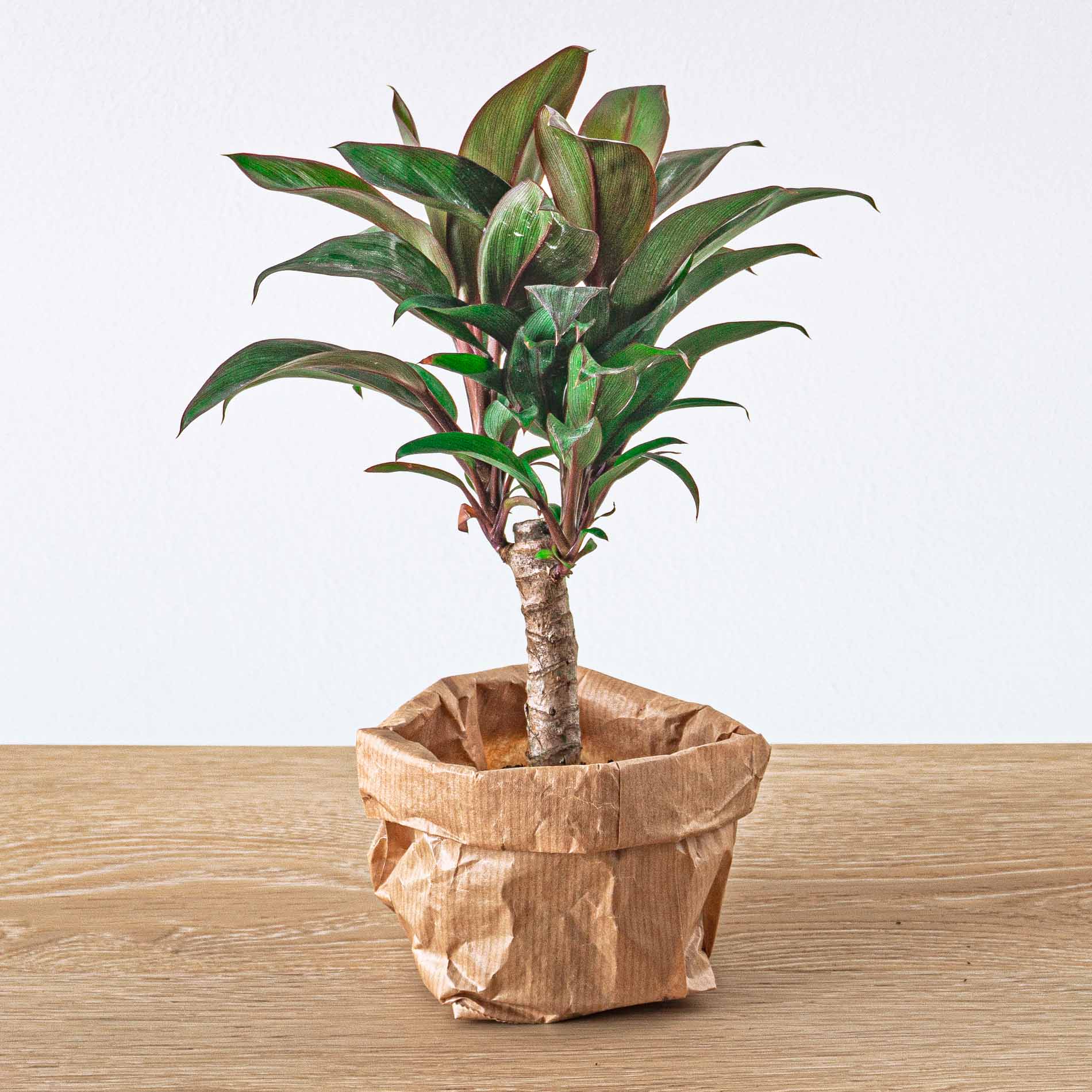 Plant terrarium set - Bonsai - 5 plants - Ficus Ginseng Bonsai - Palm - Asparagus - Red & White Fittonia