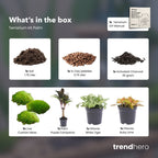 Palm - Plant Terrarium Refill & Starter kit - 3 terrarium plants - DIY