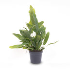 Phlebodium Blue star - Pot size 6 - Baby plant - Terrarium plant