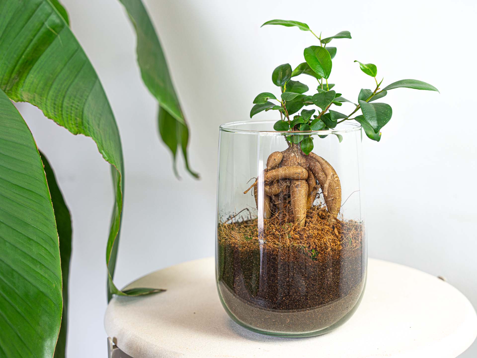 Terrarium - Martin - DIY kit - ↑ 17 cm