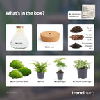 Sam XL - Terrarium with light - Bottle garden DIY kit - Ø 30 cm ↑ 32 cm