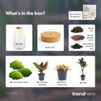 Sven XL Palm - Terrarium with light - Bottle garden DIY kit - Ø 23 cm ↑ 43 cm