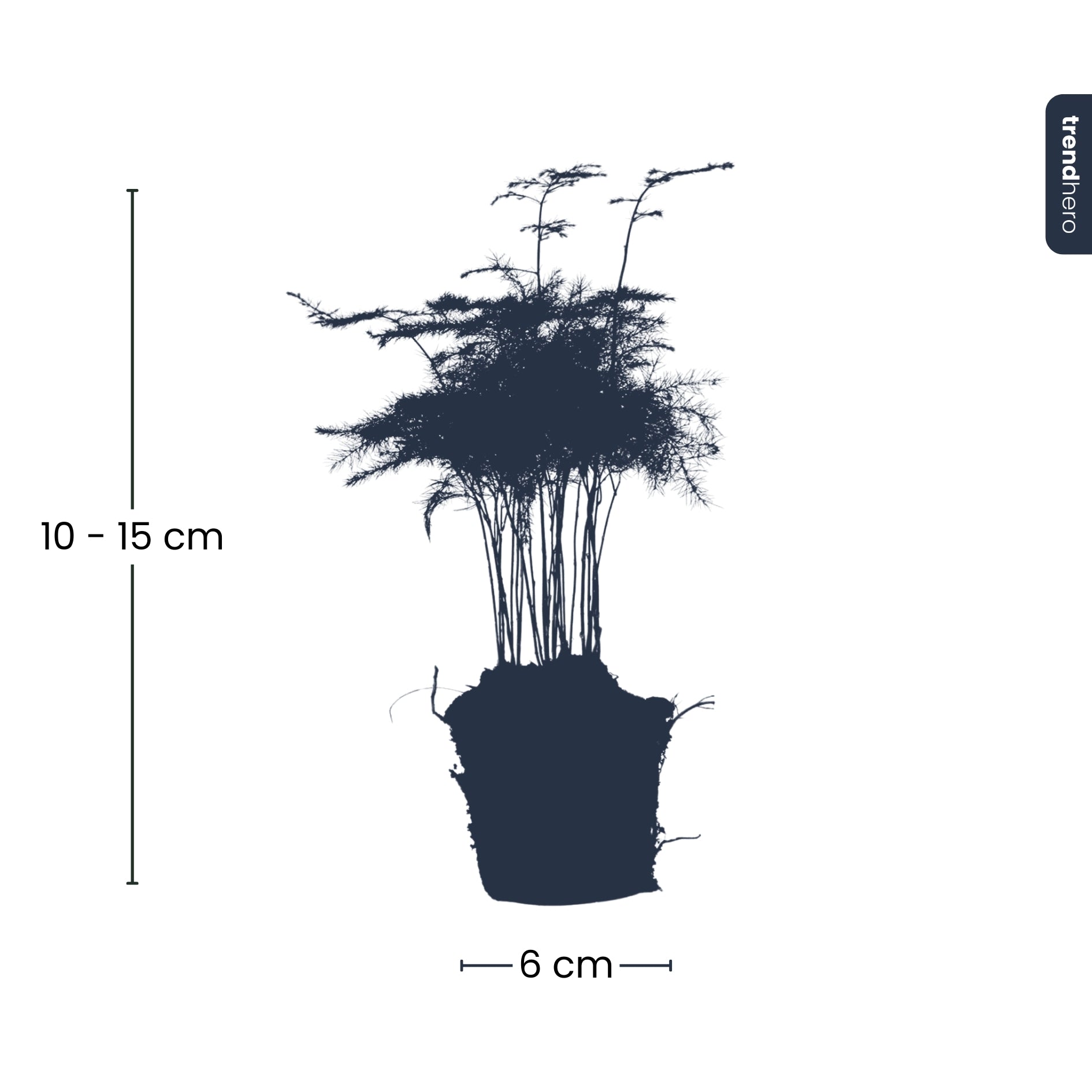 Asparagus - Potsize 6 cm - 15-20 cm high