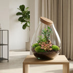 Drop XXL Bonsai - Terrarium with cork - Bottle garden DIY kit - Ø 34 cm ↑ 43 cm