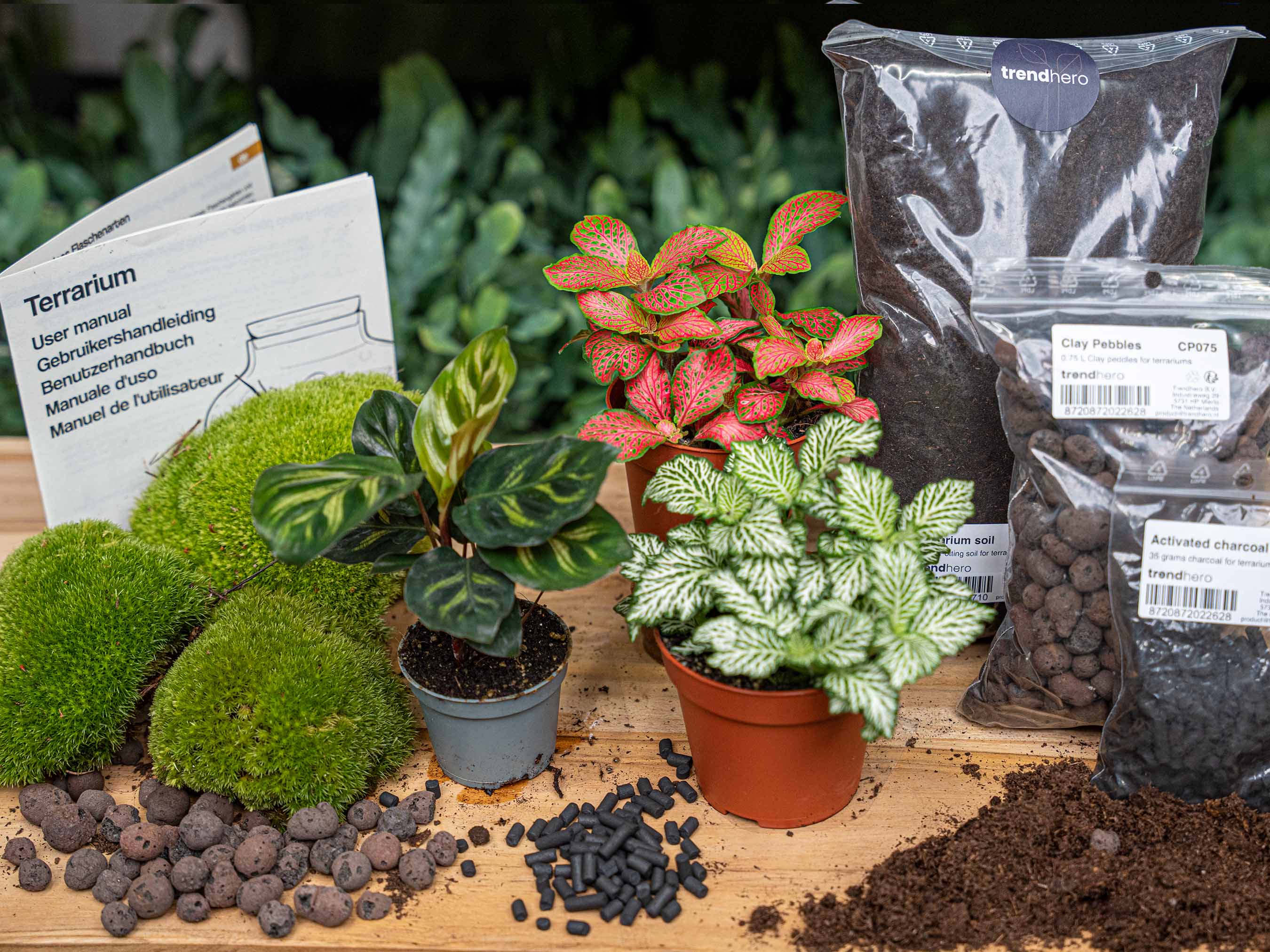 Terrarium Starter & Refill Kit with Plants – Complete DIY Ecosystem (L/XL)