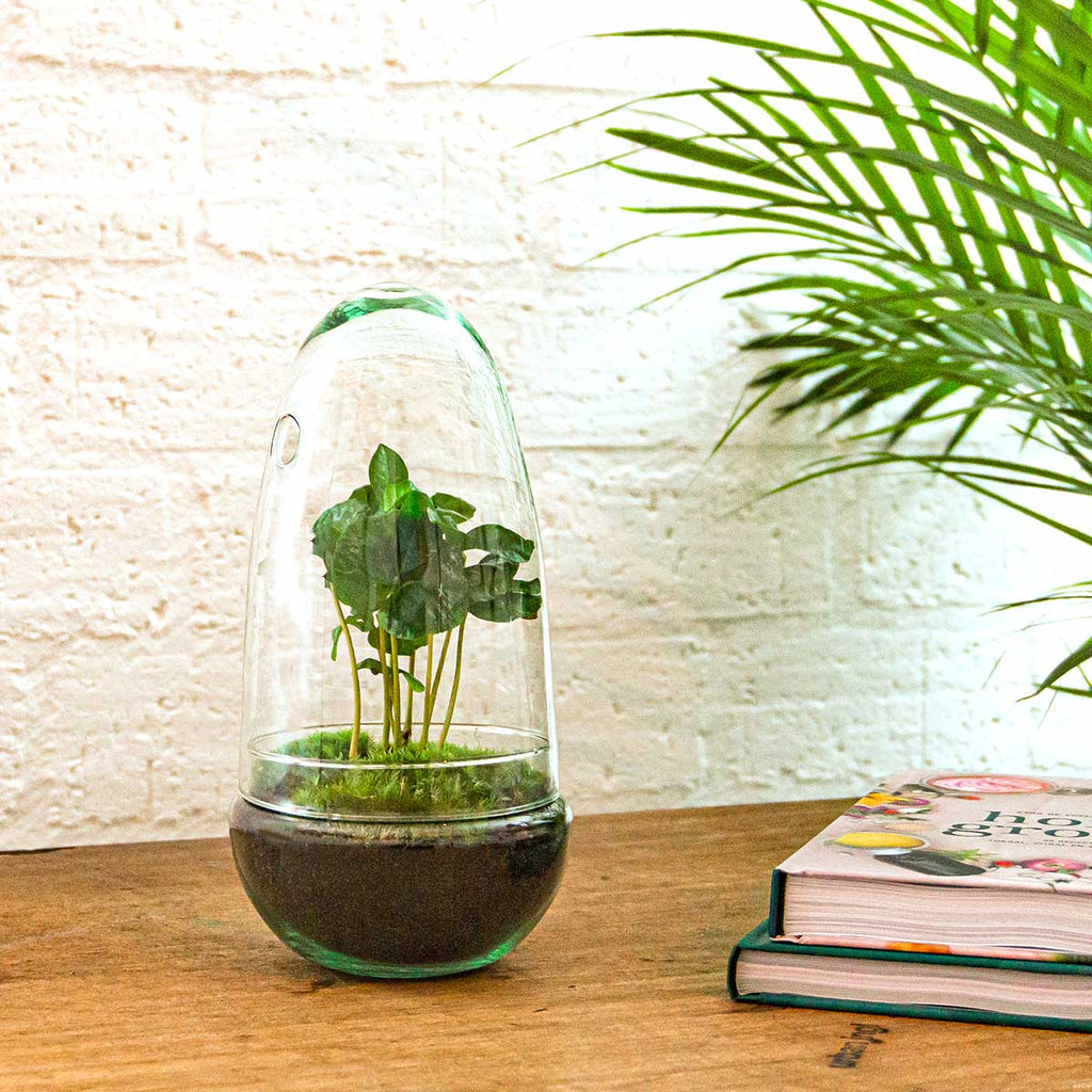 Egg - Terrarium - Two-part glass dome - Bottle garden DIY kit - Ø 12 cm ↑ 25 cm