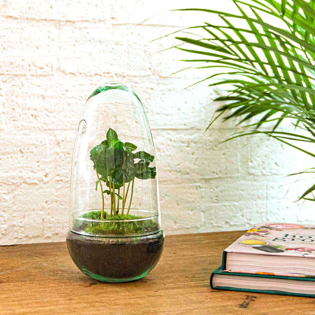 Egg - Terrarium - Two-part glass dome - Bottle garden DIY kit - Ø 12 cm ↑ 25 cm