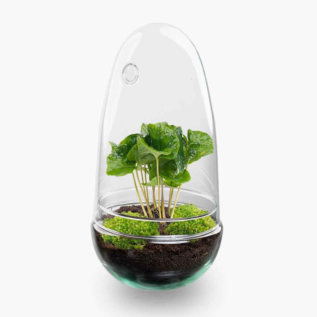 Egg - Terrarium - Two-part glass dome - Bottle garden DIY kit - Ø 12 cm ↑ 25 cm