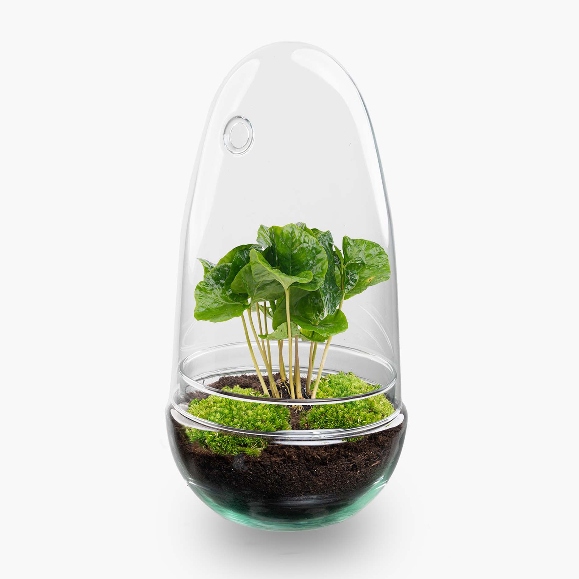 Egg - Terrarium - Two-part glass dome - Bottle garden DIY kit - Ø 12 cm ↑ 25 cm