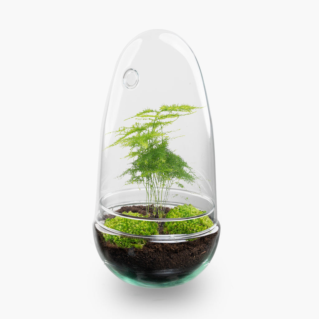 Egg - Terrarium - Two-part glass dome - Bottle garden DIY kit - Ø 12 cm ↑ 25 cm