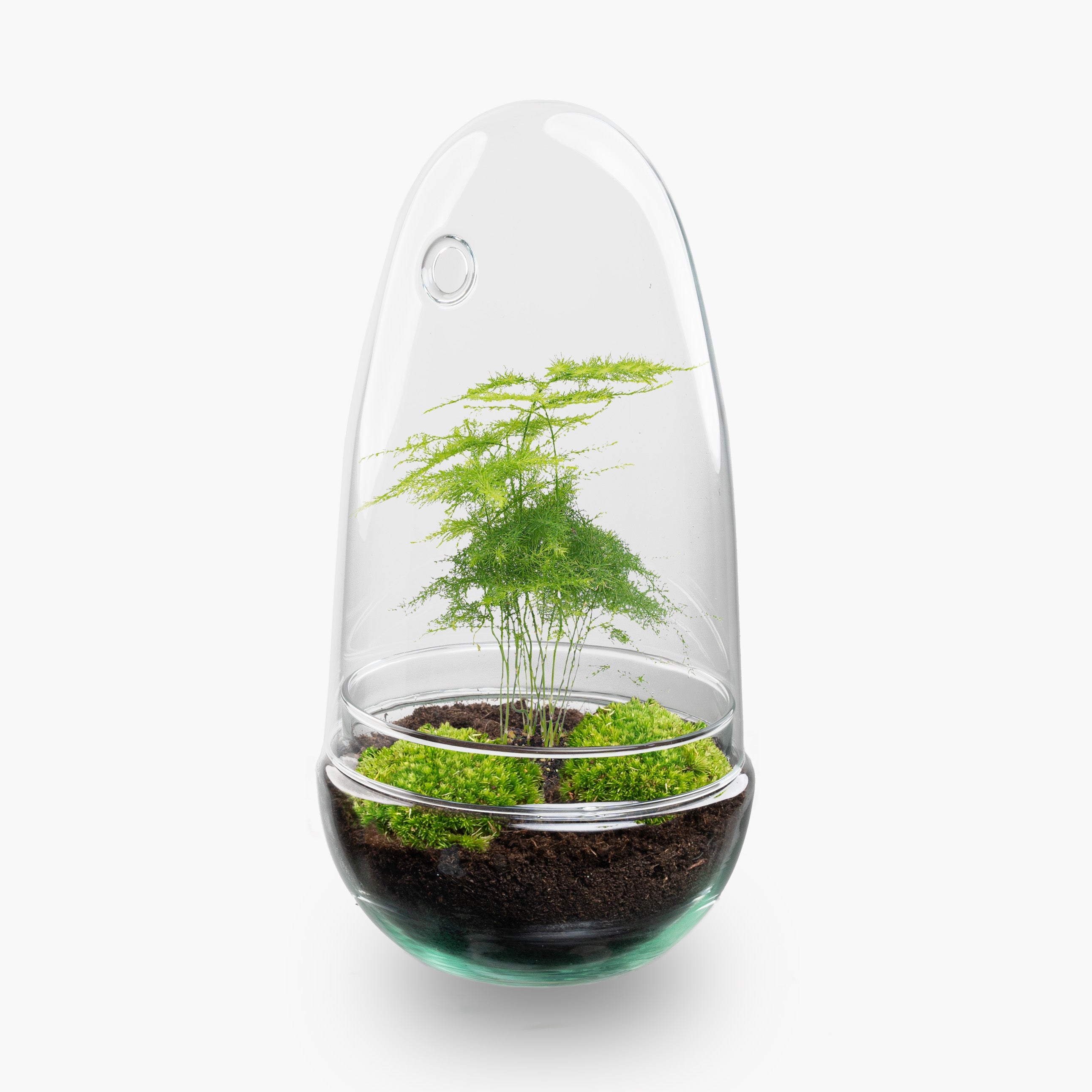 Egg - Terrarium - Two-part glass dome - Bottle garden DIY kit - Ø 12 cm ↑ 25 cm