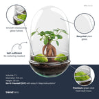 Egg XL Bonsai - Terrarium - Two-part glass dome - Bottle garden DIY kit - Ø 17.5 cm ↑ 30 cm