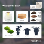 Emma - Terrarium with light - Bottle garden DIY kit - Ø 23 cm ↑ 25 cm