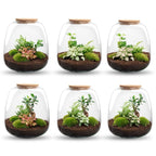 Emma - Terrarium with light - Bottle garden DIY kit - Ø 23 cm ↑ 25 cm