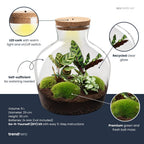 Fat Joe - Terrarium with light - Bottle garden DIY kit - Ø 29 cm ↑ 30 cm