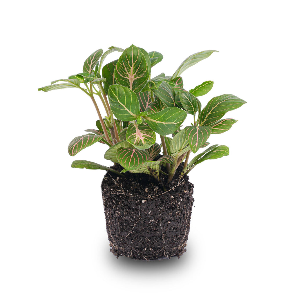 Fittonia Joly Josan - Red and green - Mosaic plant
