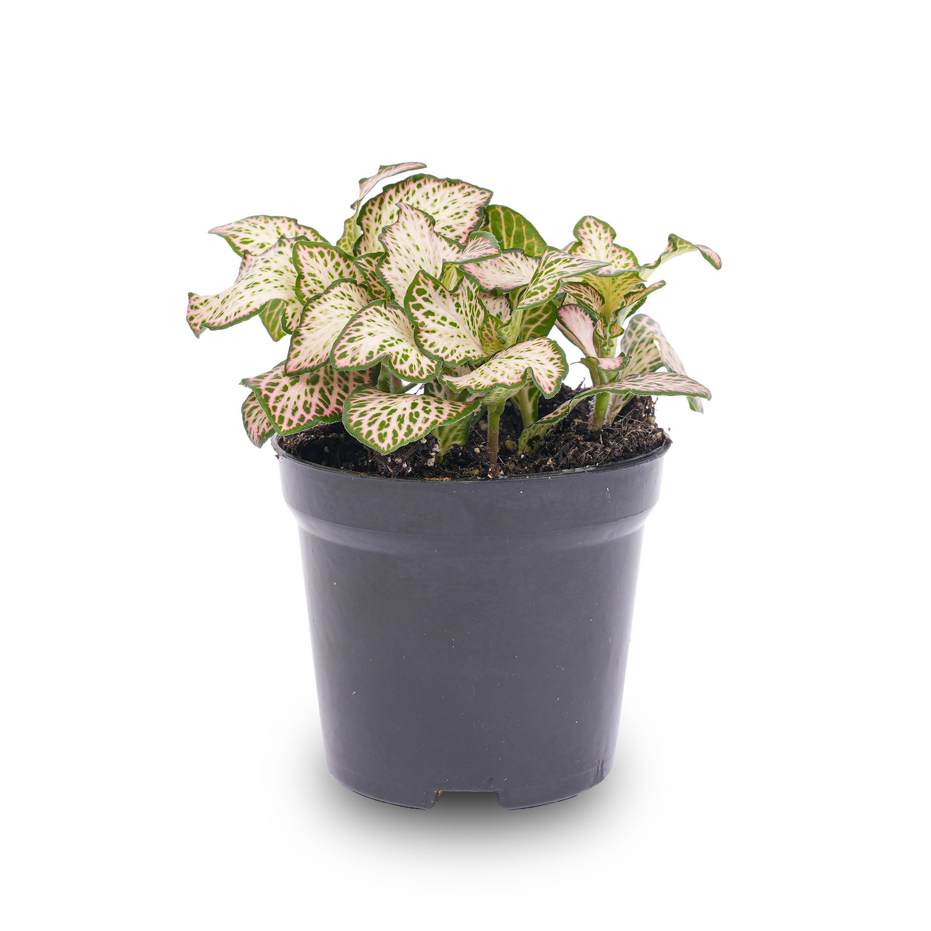 Fittonia Pink Tiger - Pink, white and Green - Mosaic plant
