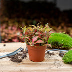 Fittonia Orange - Pink - Ruby Lime - Mosaic plant