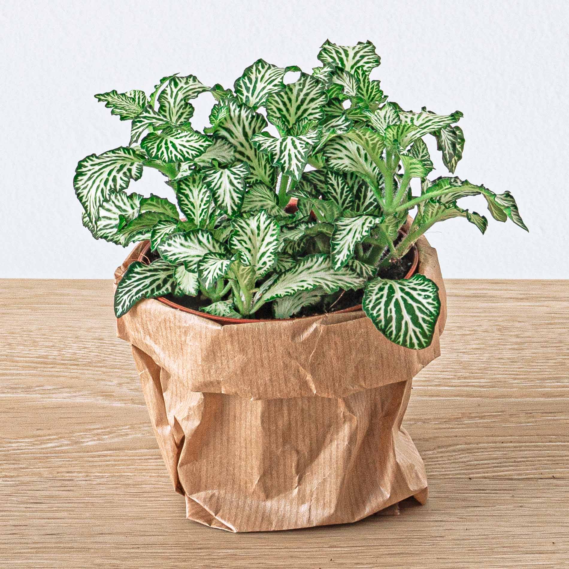 Fittonia White -White Tiger - Mosaic plant