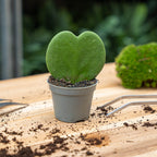 Hoya Kerrii - Heartplant - ↑ 10 cm - ⌀ 6 cm